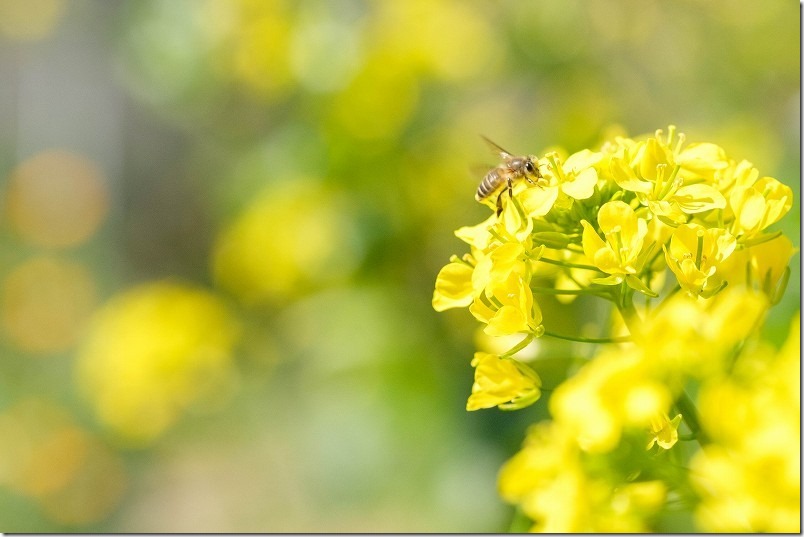 アスパラ菜の花に蜜蜂
