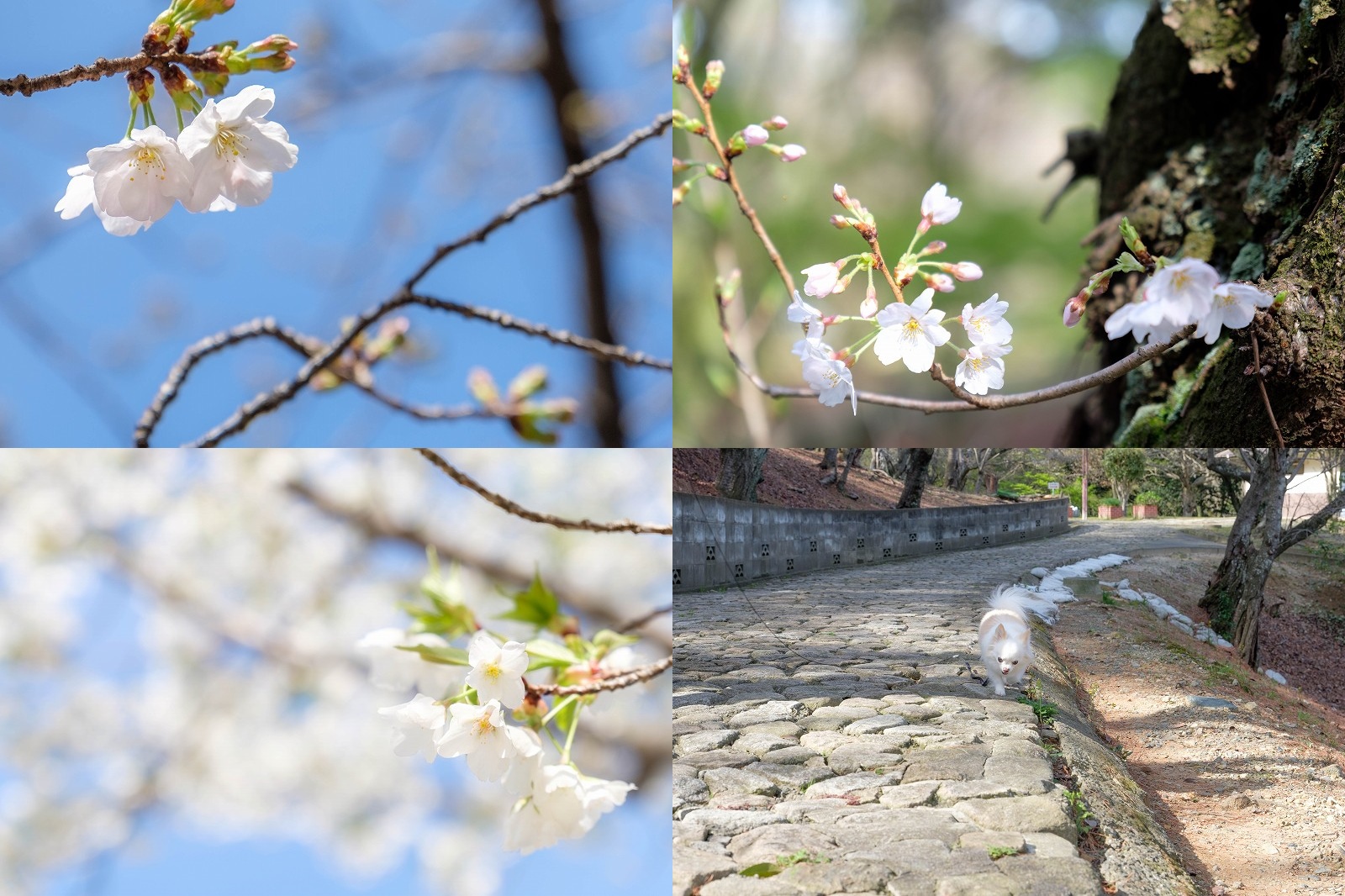 志免福祉公園　咲き始めの桜並木を犬と散歩（福岡県志免町）