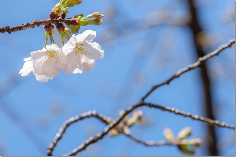 志免福祉公園の桜開花状況、福岡県志免町