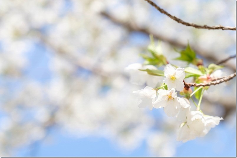 志免福祉公園で咲いてた桜、福岡県志免町、オオシマザクラ