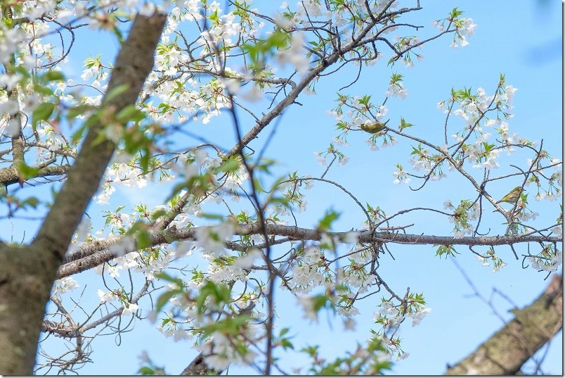 志免福祉公園で咲いてた桜、福岡県志免町、オオシマザクラ