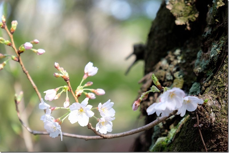志免福祉公園で咲いてた桜、福岡県志免町