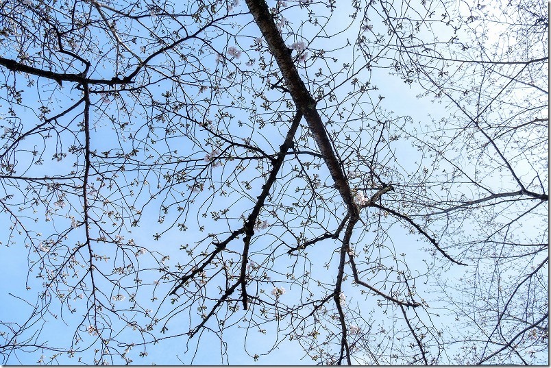 志免福祉公園の桜開花状況、福岡県志免町