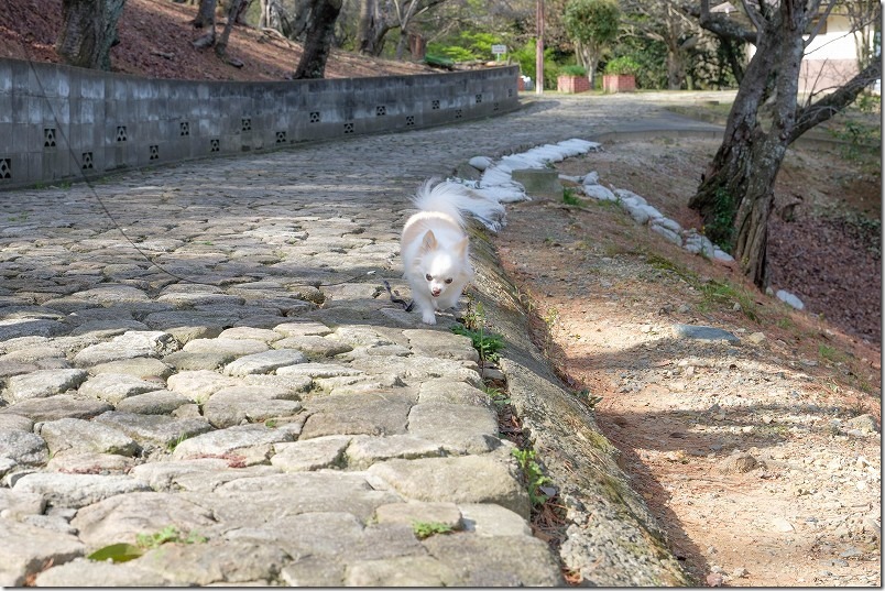 志免福祉公園を犬と散歩、桜並木