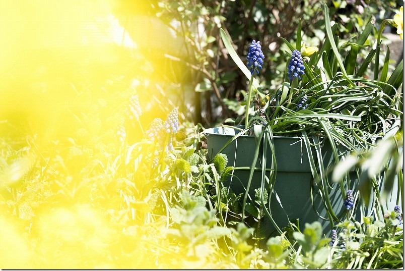 ムスカリ（青い花）。鉢に植えっぱなしで咲く