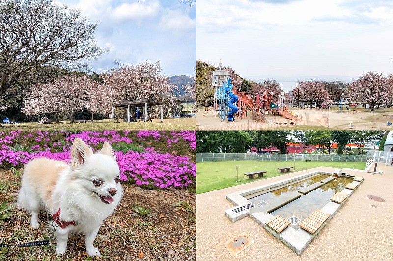 別府　鉄輪地獄地帯公園の桜　犬と散歩しドッグランもある！