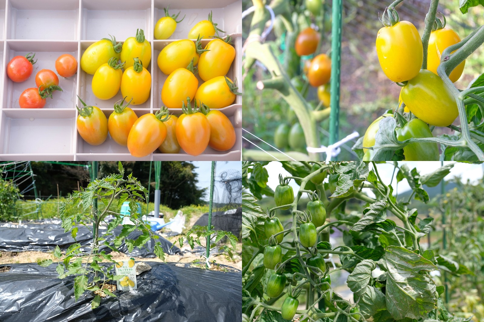 ミニトマト イエローアイコを栽培（家庭菜園で4月植え付け6月収穫・収穫量）