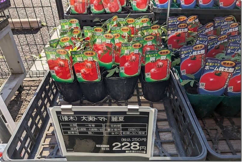 大玉トマト、麗夏の苗を購入、3月