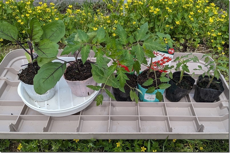 ダイソーのミニトマト苗を植え付け・定植、４月上旬