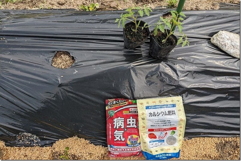 ダイソーのミニトマト苗を植え付け・定植。病気、防虫対策