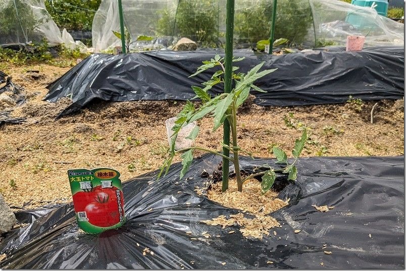 大玉トマト、麗夏の植え付け・定植、4月上旬