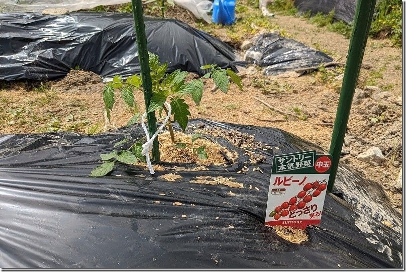 ルビーノのトマト苗の植え付け完了