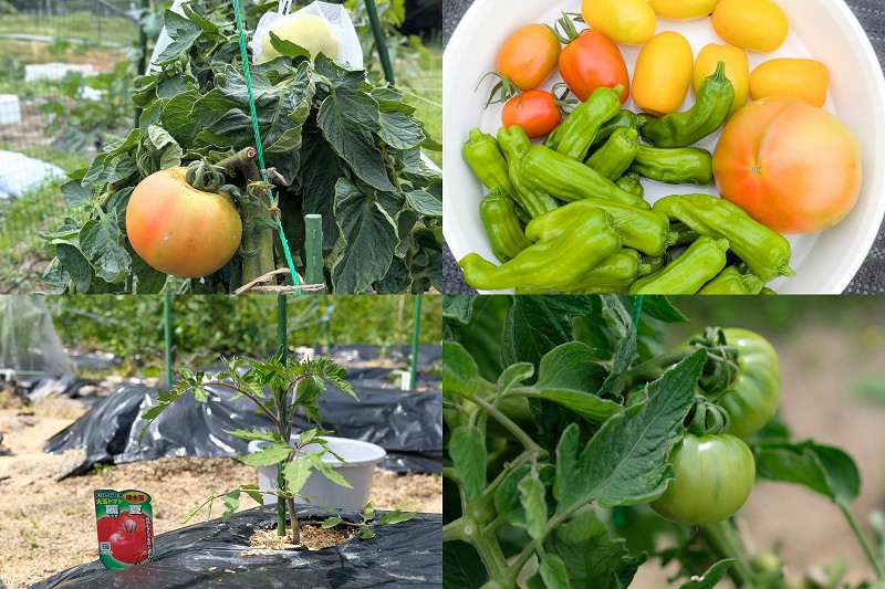 大玉トマト 麗夏を栽培（家庭菜園で4月植え付け6月収穫・収穫量）