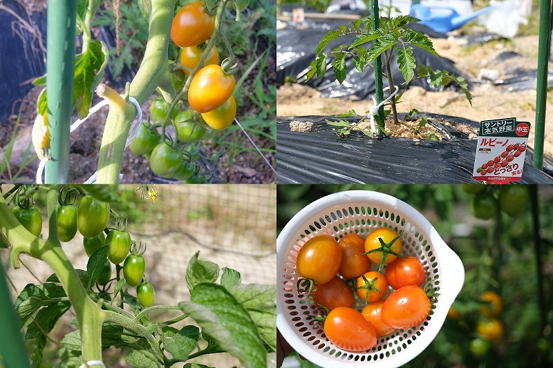 中玉トマト ルビーノを2本仕立てで栽培（家庭菜園で4月植え付け6月収穫・収穫量）