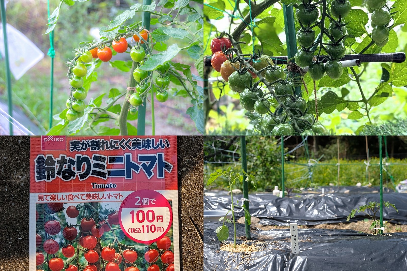 ダイソー　鈴なりミニトマトを栽培　2月種まき4月定植・6月収穫・収穫量