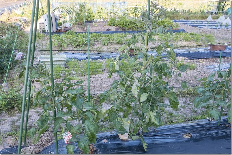 トマトの生育。5月中旬のイエローアイコ、肥料過多？