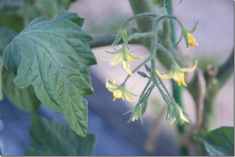 100均（ダイソー）の鈴なりミニトマトの生育状況、5月中旬。二番花が咲く