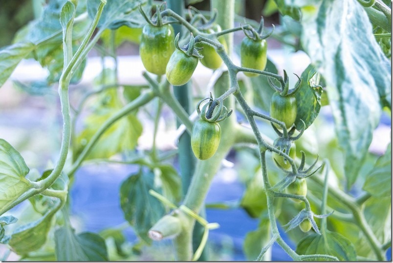 トマトの生育。5月中旬のイエローアイコ、実が大きくなってきた