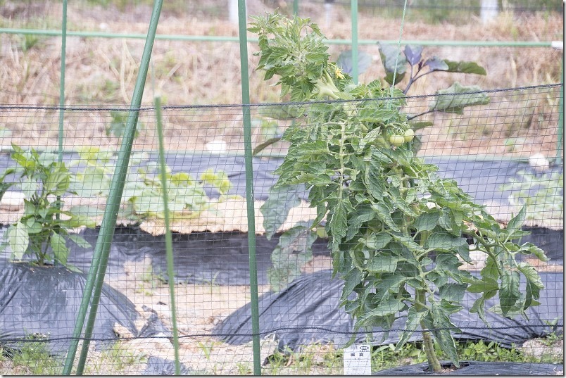大玉トマト、麗夏（苗植え付けから１ヶ月と20日）の生育状況