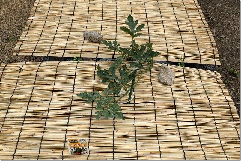 スイカ栽培で100均の「すだれ」と「防草シート」を設置