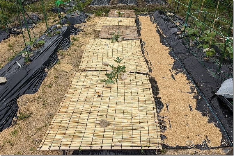 スイカ栽培で100均の「すだれ」と「防草シート」を設置
