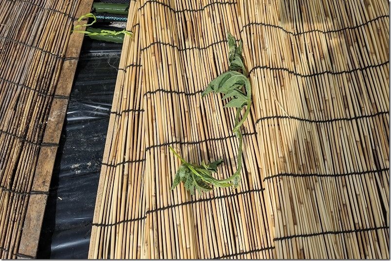スイカ栽培で「すだれ」使用の失敗談。強風被害