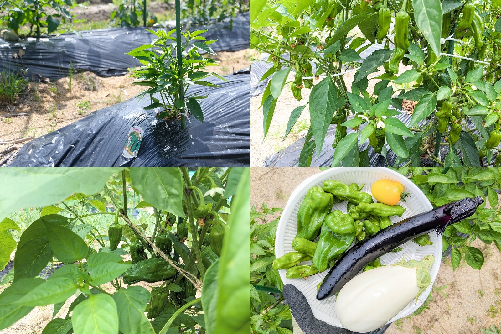 シシトウとピーマン「京みどり」を栽培（家庭菜園で4月植え付け6月収穫）