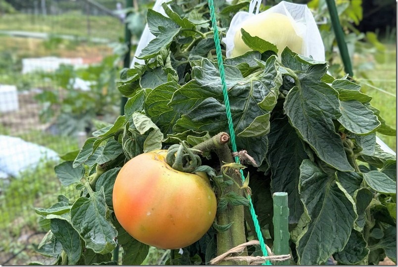 6月下旬の大玉トマト麗夏を収穫