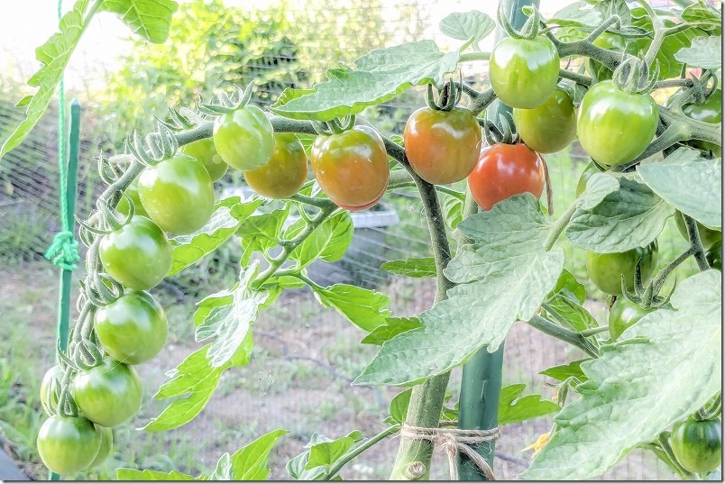 6月中旬、鈴なりミニトマトの初収穫