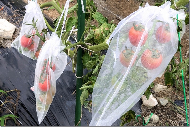 トマトの害獣被害の対策に果物ネット
