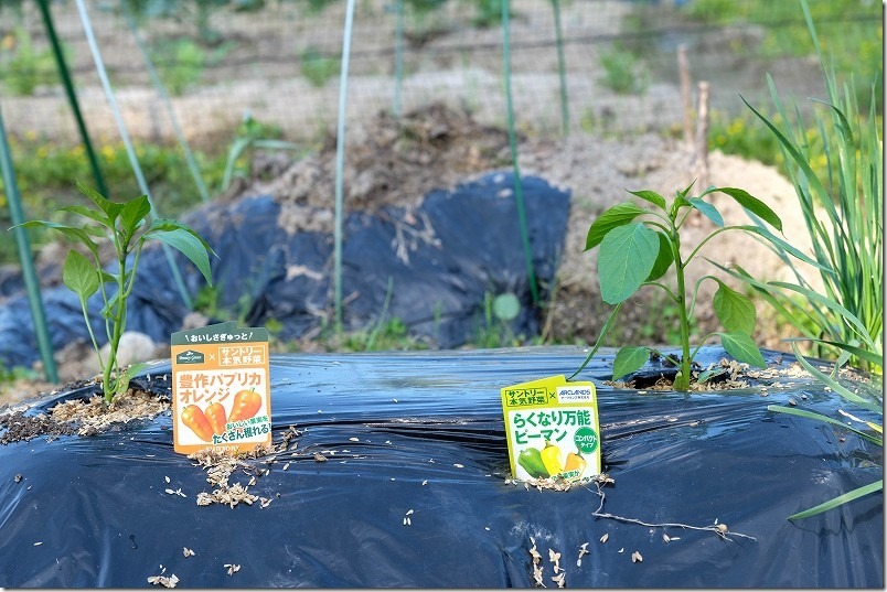 混植野菜にニラ。「豊作パプリカ オレンジ」と「らくなり万能ピーマン」の苗を植え付け