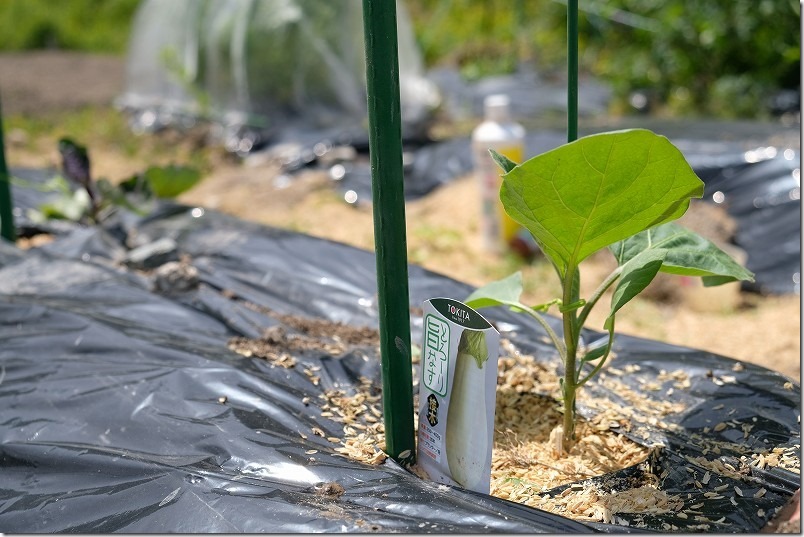 4月上旬、「とろーり旨ナス（白ナス）」植え付け。180CMの支柱使用