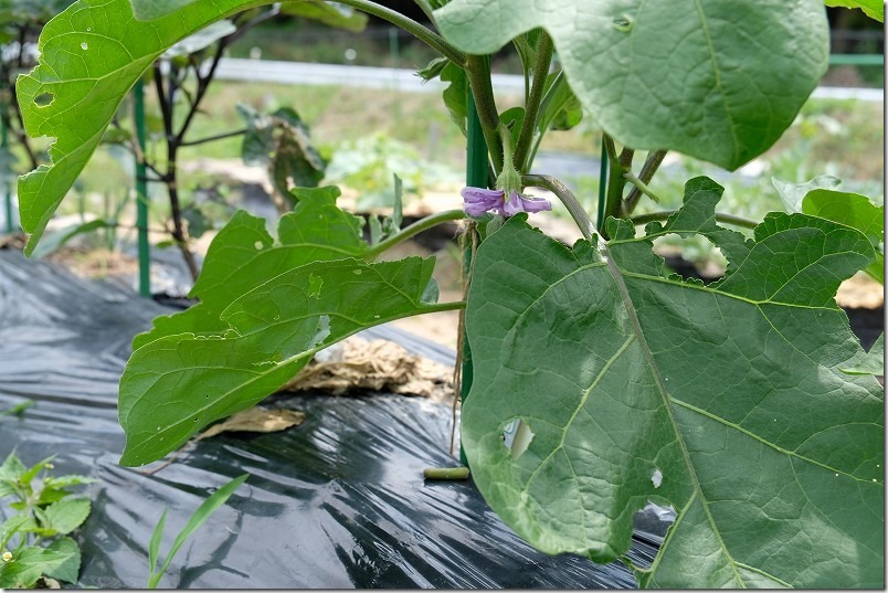 植え付け２ヶ月。とろーり旨ナス（白ナス）の花が咲く6月上旬