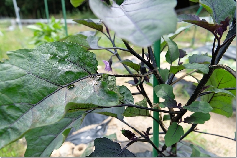 植え付け２ヶ月。庄屋大長ナスの花が咲く6月上旬