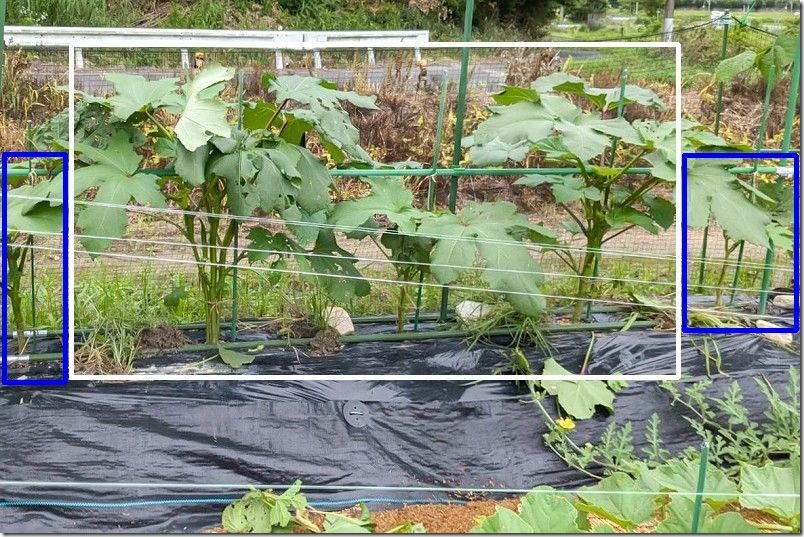 4月地植えの丸オクラvs5月保温生育後の丸オクラの生育比較。植え付け1月後