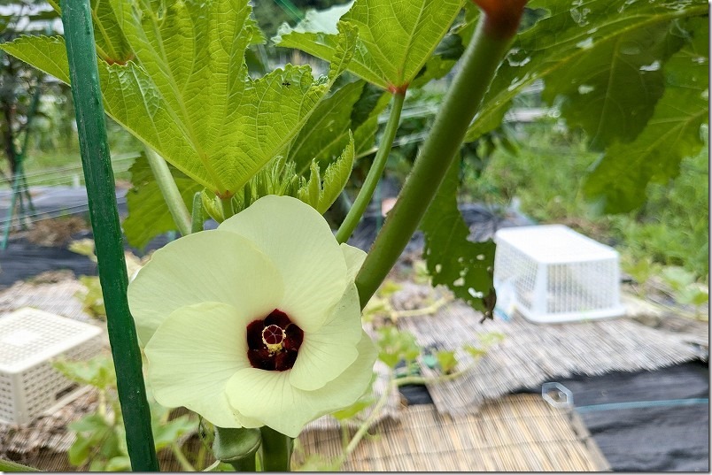 栽培中の6月中旬の丸オクラに花が咲く。