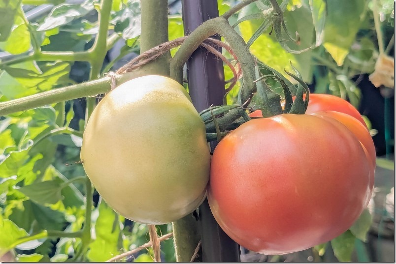 大玉トマト麗夏を挿し木苗の実を初収穫