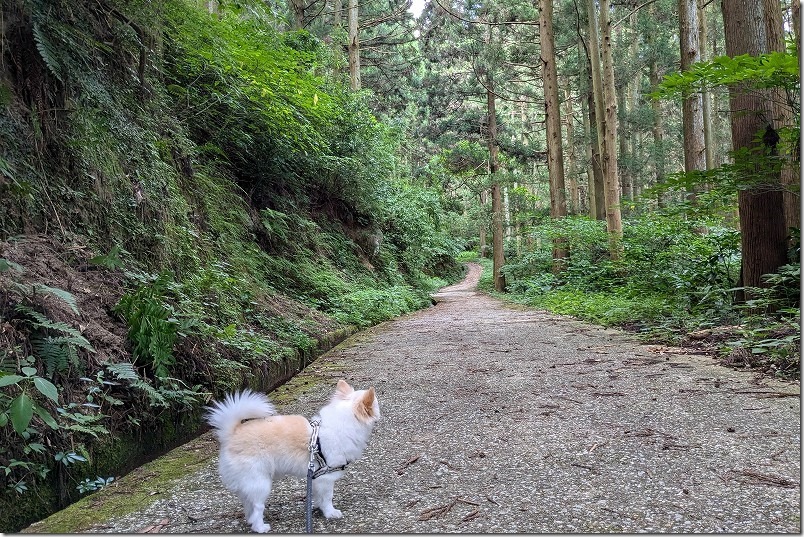 糸島、千寿院の滝の遊歩道を犬と散策