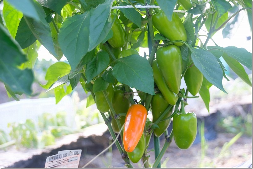 7月、植え付け2ヶ月半で色づいたパプリカを収穫