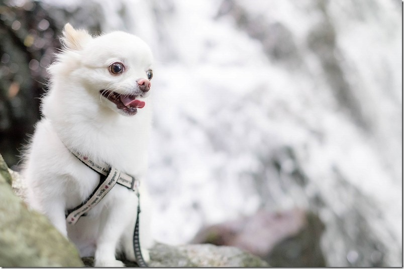 糸島、千寿院で犬と滝を撮影