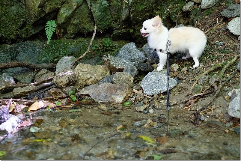 糸島、千寿院の滝。清流と犬