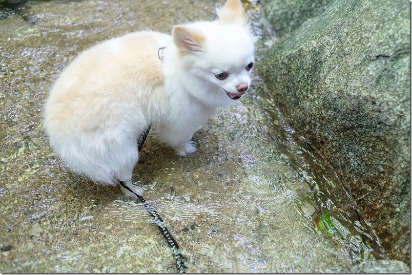 糸島、千寿院で犬と水遊び