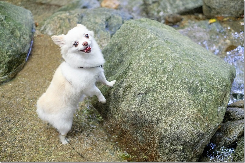 糸島、千寿院で犬と水遊び