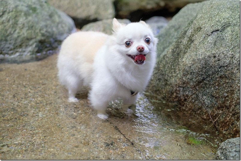 糸島、千寿院で犬と水遊び