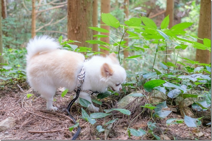 糸島、千寿院の滝。チワワ犬のくん活