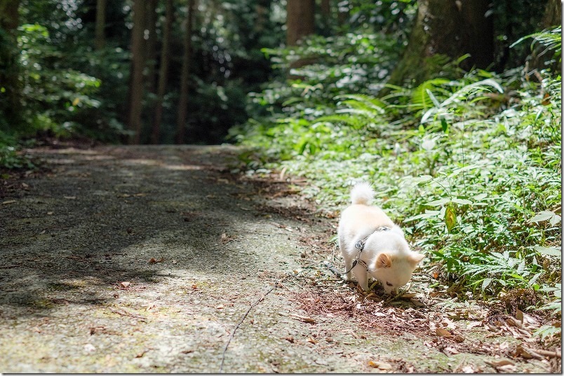 糸島、千寿院の滝の遊歩道を犬と散策