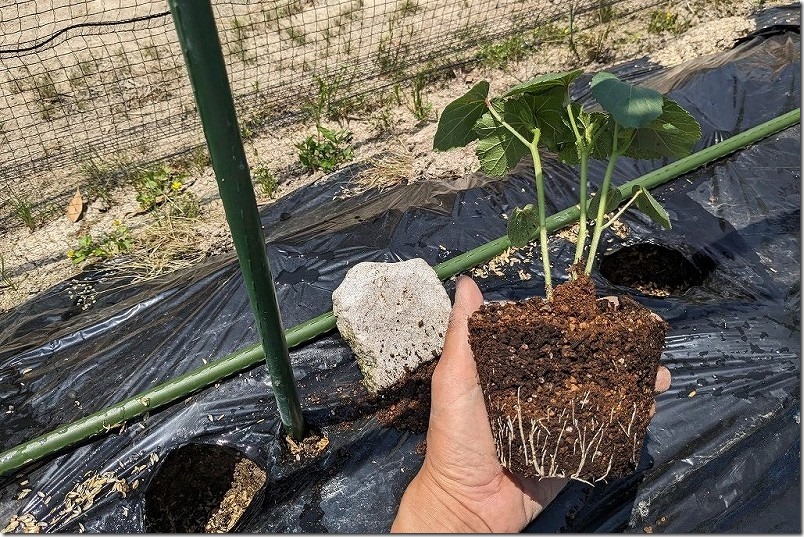 3苗植わっているオクラの苗は、そのまま植える