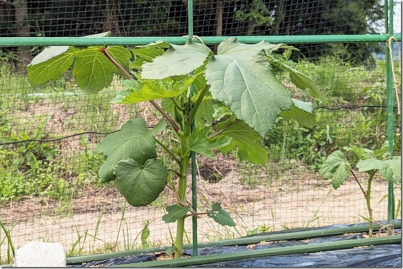 栽培中の6月中旬の丸オクラです。かなり大きく育ってます。