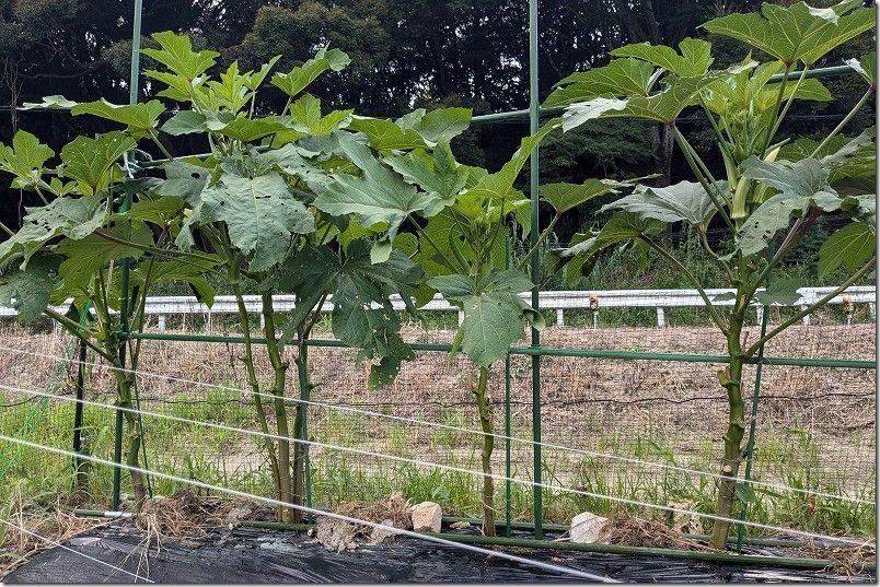 丸オクラ生育状況。収穫継続と下葉かき7月