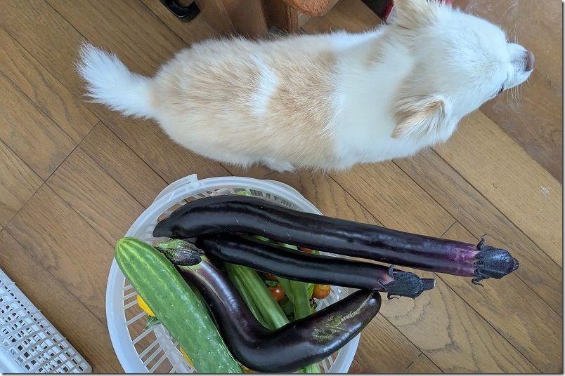 犬と長さが同じくらいの庄屋大長ナス